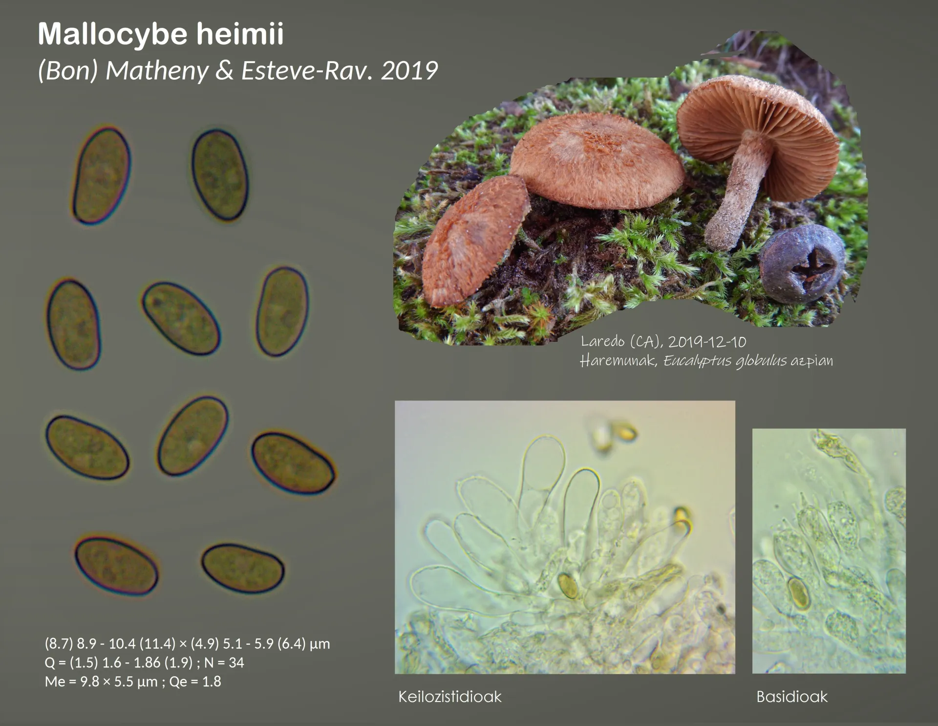 Microscopía de Mallocybe heimii
